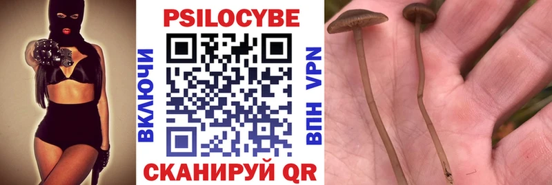 цены наркотик  Новозыбков  Псилоцибиновые грибы Psilocybe 