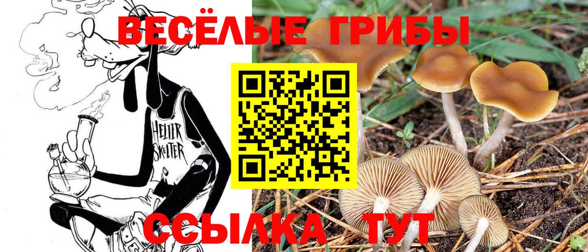 Новозыбков  Галлюциногенные грибы ЛСД  Вход с VPN  Псилоцибиновые грибы прущие грибы 